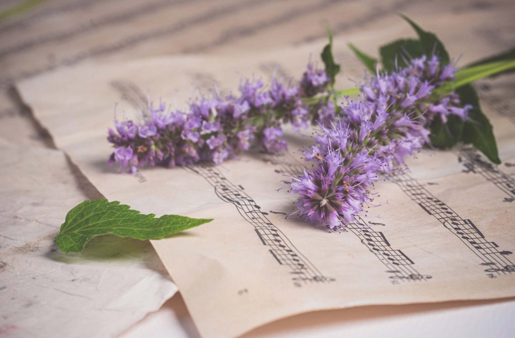 Lila Blumen und ein grünes Blatt ruhen auf Blättern mit Trauermusik und gedruckten Noten. - Bestattungsunternehmen in Winsen, Harburg und in der Elbmarsch.